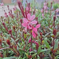 Floarea albinei cu flori roz în luna septembrie în pepiniera noastră.