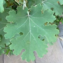 Frunza plantei Macleaya de aproape. 