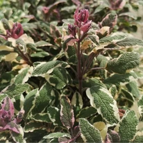 Frunzișul decorativ a plantei Salvia officinalis.