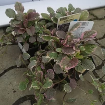 Ajuga reptans Burgundy Glow primăvara. 