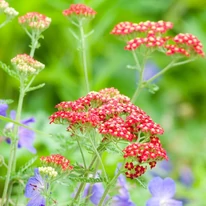 Inflorescențele plantei perene coada șoricelului cu flori roșii.