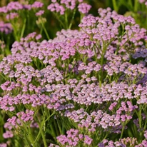 Achillea millefolium Liliac Beauty  cu înflorire lungă, prietenoasă cu insectele polenizatoare. 