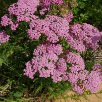 Achillea millefolium Liliac Beauty cu înflorire abundentă. 