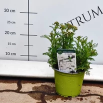 Achillea millefolium alb în ghiveci în pepiniera noastră.