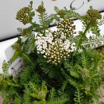 Florile și frunzișul plantei Achillea millefolium în luna mai.