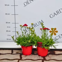 Coada șoricelului cu flori roșii în luna mai în pepiniera noastră. 