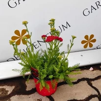 Achillea millefolium cu flori roșii într-un ghiveci. 