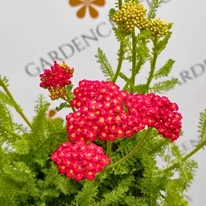 Inflorescența plantei perene Achillea millefolium cu flori roșii.