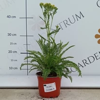 Coada șoricelului cu flori galbene în pepiniera noastră în luna august. 