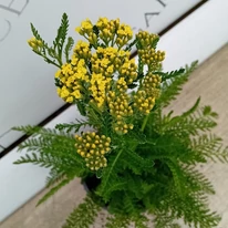 Inflorescența galbenă a plantei la ghiveci în pepiniera noastră. 