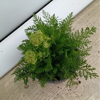 Achillea millefolium înainte de înflorire, în pepiniera noastră. 