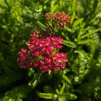 Achillea millefolium - Coada șoricelului cu flori roșii