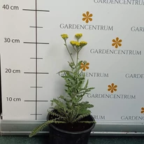 Achillea millefolium  - Coada șoricelului cu flori galbene