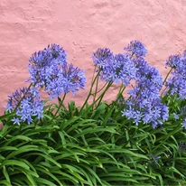 Agapanthus sp - Crin african