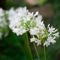 Agapanthus sp - Crin african