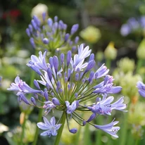 Agapanthus sp - Crin african