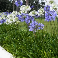 Plante perene Agapanthus sp. cu flori în nuanțe de alb și albastru.