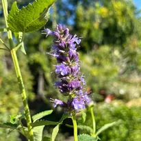 Inflorescența plantei Agastache la sfârșitul verii. 