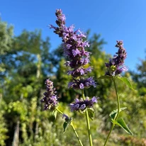 Menta coreană în luna august, în timpul înfloririi. 