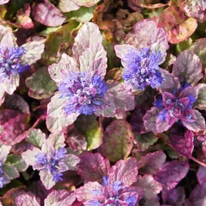 Vinețica Burgundy Glow cu flori violet-albăstrui. 