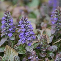 Înflorirea plantei acoperitoare de sol Ajuga reptans.