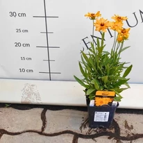 Coreopsis Li'l Bang Daybreak în ghiveci, în iulie.