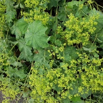 Alchemilla mollis poate fi utilizată și ca plantă acoperitoare de sol. 