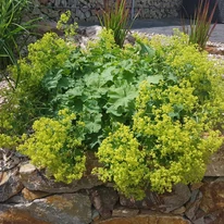 Alchemilla mollis plantată într-o grădină. 