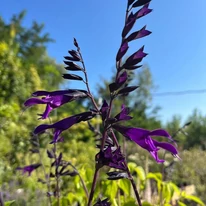 Inflorescența salviei Amistad la sfârșitul lunii august. 