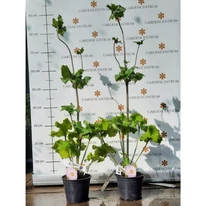 Anemona de toamnă la începutul lunii octombrie în pepiniera noastră.r