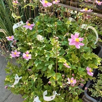 Anemone hybrida înflorită. 