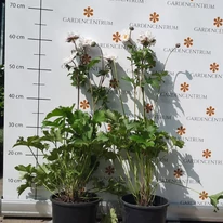 Anemone în pepiniera noastră la mijlocul lunii septembrie. 