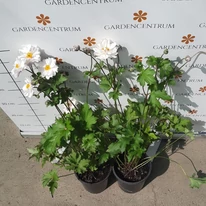 Planta ornamentală perenă anemonă Anemone Lorely.