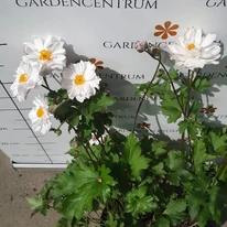 Florile albe ale anemonei strălucesc în luna septembrie. 