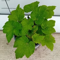 Frunzele anemonei, ún luna august. 