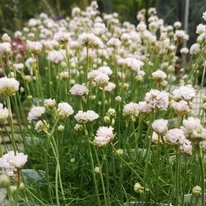 Armeria maritima Alba înflorită în luna aprilie.
