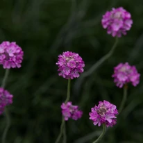 Dintre frunzele bordo ale Armeria maritima Rubrifolia răsar capetele florale roz.