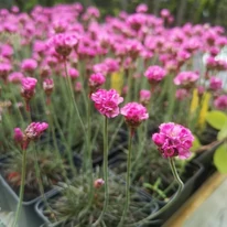 Limba peștelui Vezuv decorează cu florile sale roz pentru săptămâni întregi.