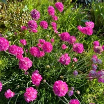 Armeria maritima roz în primăvară.