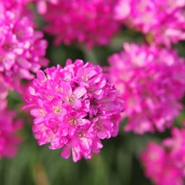 Florile speciale sferice ale plantei limba peștelui. 
