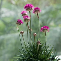Florile roz de primăvară ale plantei Armeria. 