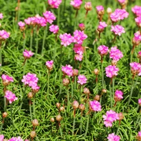 Florile roz ale plantei limba peștelui. 