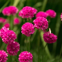 Armeria maritima decorează cu clori roz pentru un timp îndelungat. 
