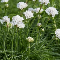 Armeria maritima Alba -  Limba peștelui cu flori albe