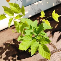Frunzele de Aruncus dioicus de aproape. 