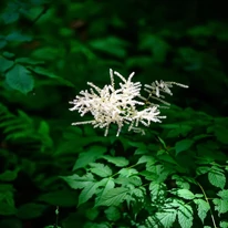 Frunzișul și floarea plantei Aruncus dioicus. 