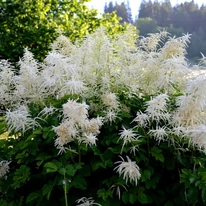 Planta ornamnetală Aruncus dioicus la maturitate, în timpul înfloririi. 