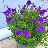 Cu florile sale deschise și bobocii săi, Aster pitică violet decorează grădina la începutul lunii octombrie.