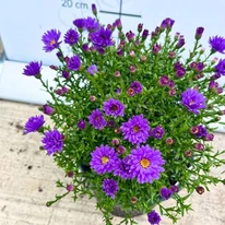 Steluța de toamnă cu flori violete  în pepiniera noastră toamna. 
