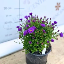 Steluța de toamnă cu flori violete în pepiniera noastră la începutul lunii octombrie. 